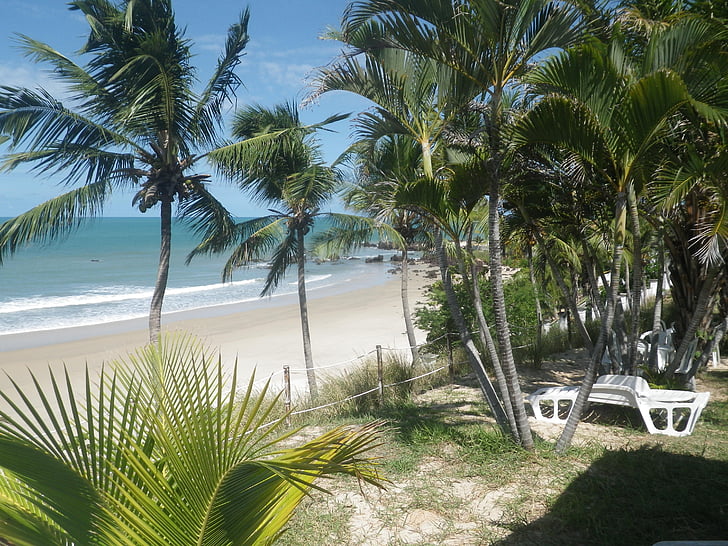 plaj, güneşli gün, Doğum sonrası, Deniz, palmiye ağacı, kum, tropikal iklim