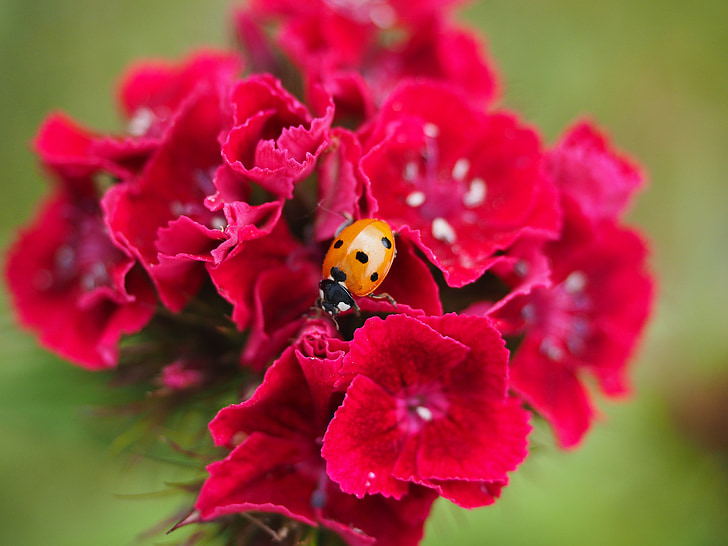 Ladybug, Coccinellidae, bille, elytron, siebenpunkt ladybird, siebenpunkt, Coccinella septempunctata