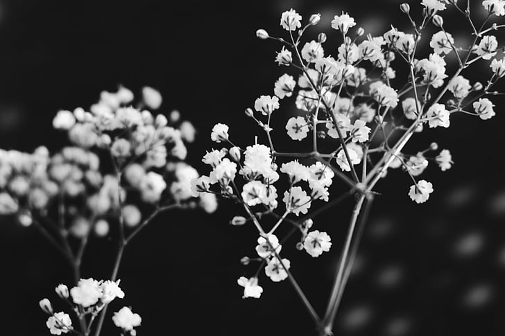 black-and-white, branch, flowers, nature, flower, tree, plant