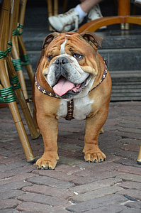 куче, домашен любимец, Холандия, Открит, представляват, животните, Щастлив