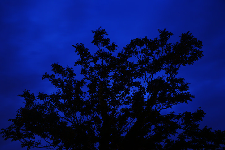 drzewo, noc, długi czas ekspozycji, niebieski, sylwetka, Natura, lasu