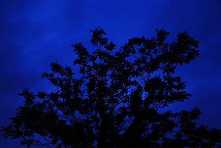 drzewo, noc, długi czas ekspozycji, niebieski, sylwetka, Natura, lasu