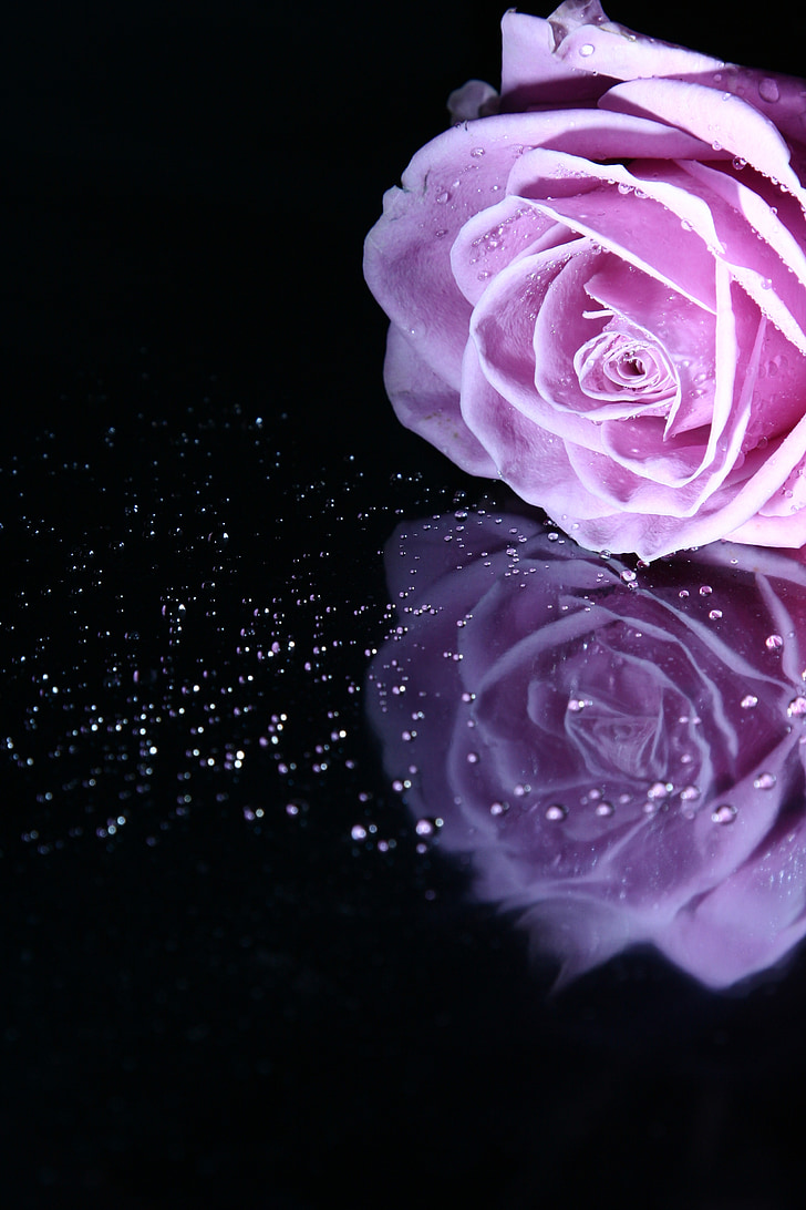 Rózsa, Pink rose, virág, rózsaszín, virágok
