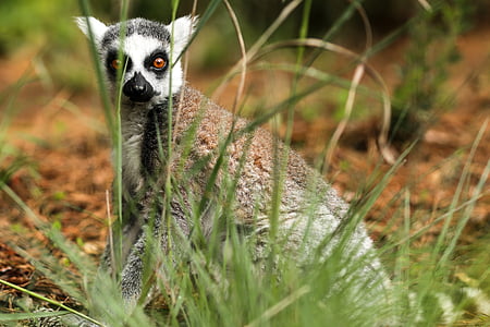 lémur de cola anillada, Lemur catta, Centro de Duke lemur, Durham nc, naturaleza, animal, flora y fauna
