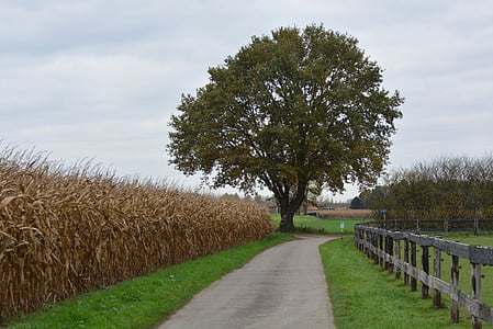 tree, road, nature, landscape, corn, still life, oak