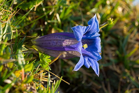 gentian, wild flower, stem loose gentian, alpine, blue, blossom, bloom