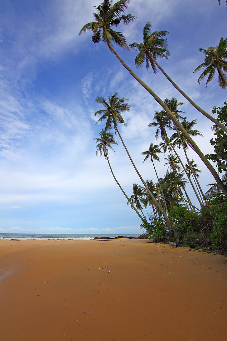 Beach, skyer, kokos træer, dagslys, idylliske, ø, landsape