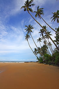 плаж, облаците, кокосови дървета, дневна светлина, идиличното, остров, landsape