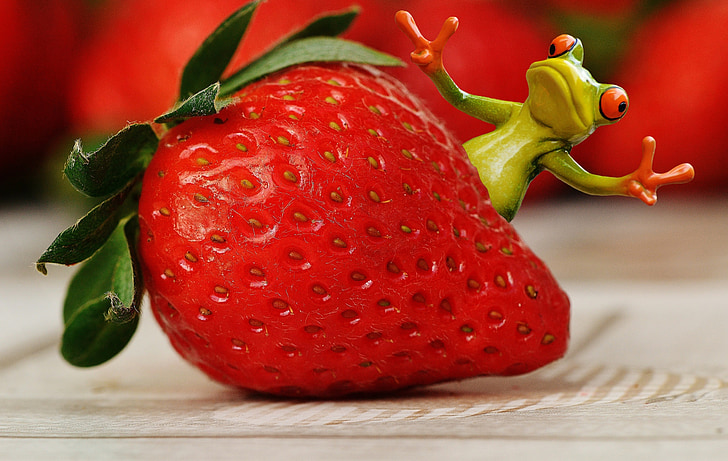 딸기, 개구리, 재미, 과일, 닫기, 과일, 레드