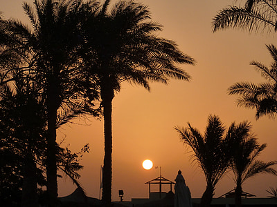 solnedgang, palmer, romantikk, humør, skygge, sjøen, solen