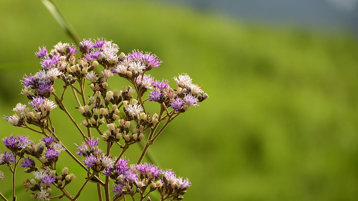 άνθος του βουνού, bokeh, λουλούδι, αγριολούλουδα, φύση, το καλοκαίρι, φυτό