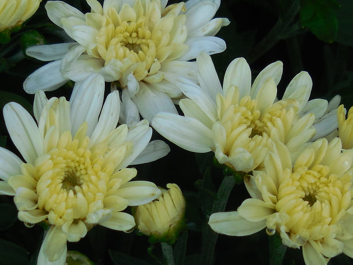 chryzantéma, květ, bílá, okvětní lístky, kytice, květinové, barevné