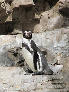 pinguim, pinguim de Humboldt, bonito, natureza, jardim zoológico, Spheniscus humboldti, animal