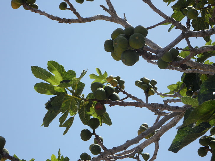 sung, cây vả, thật hèn nhát, figs, trái cây, ăn, trái cây