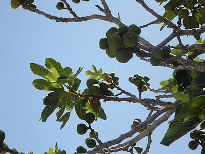 Fig, vijgenboom, echte lafaard, vijgen, fruit, eten, vruchten