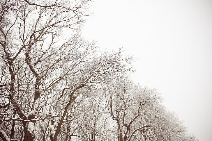 stromy, sneh, zimné, Príroda, mŕtvych, holé, pobočky
