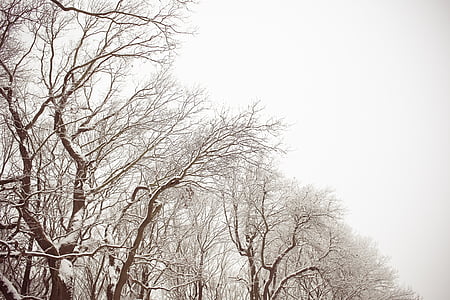 copaci, zăpadă, iarna, natura, mort, goale, sucursale