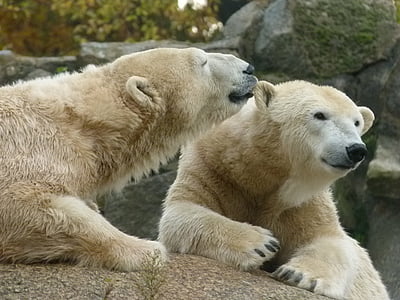 Berlin, živalski vrt, polarni medvedi, polarni medved, živali v naravi, živali prosto živeče živali, medved