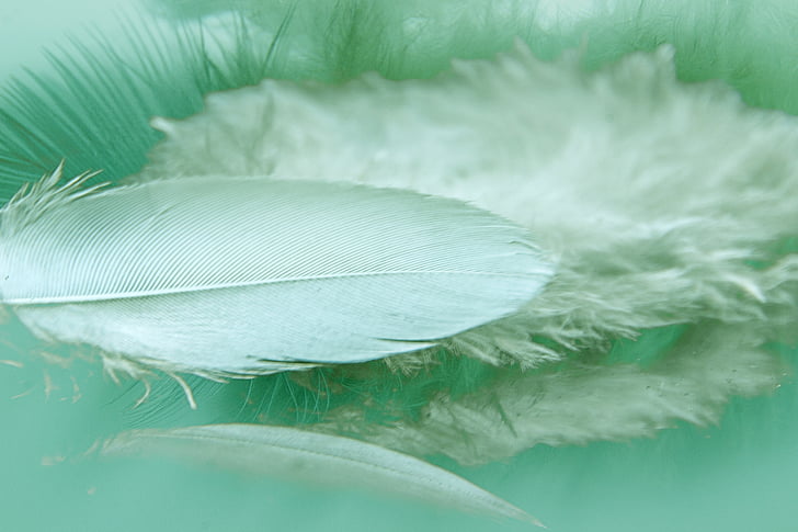 plumas de, reflexión, Color, pluma, pájaro, Fluffy, Close-up