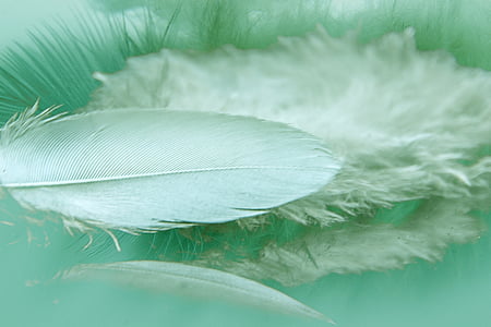 feathers, reflection, color, feather, bird, fluffy, close-up