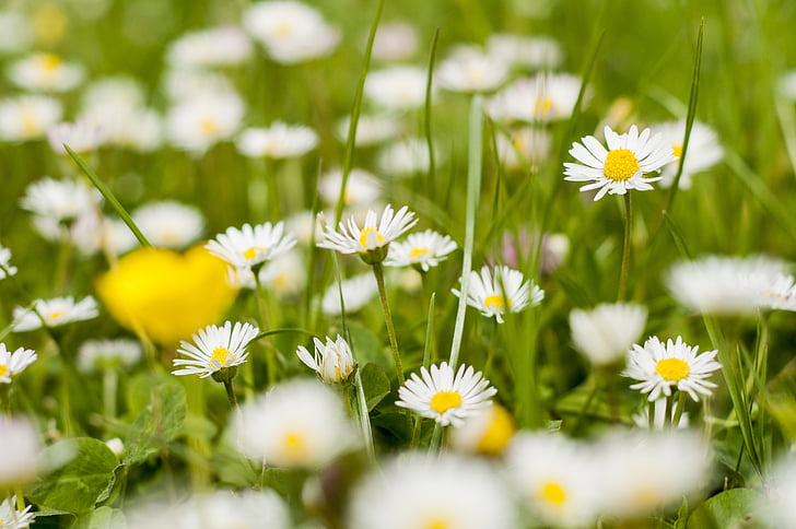 Gänseblümchen, Frühling, Mai, Picknick, Poznan, Grass, Blumen