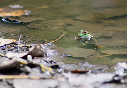 frog, toad, marsh, amphibian, marsh frog, environment, mud