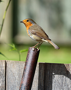 Robin, posazený, pták, Fialovorůžové broušené sklo, zahradní pták, červená, druh ptáka