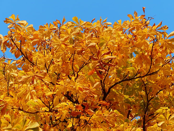 efterår blade, guld, efterårets farver, træ, Chestnut, Chestnut tree, tilbage lys