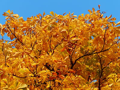Herfstbladeren, goud, Herfstkleuren, boom, kastanje, kastanjeboom, licht terug