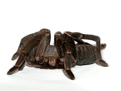 паук, Тарантул, членистоногих, фотография, волосатые, Мексиканский redknee тарантул, коричневый