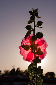 Blume, rote Blume, Sommerblumen, lila Blumen, Frankreich, Ile d'oleron, Provinz