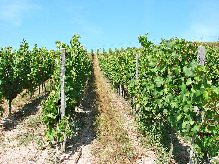 kebun anggur, Jerman, Rhine, Rüdesheim, anggur, Eropa, anggur