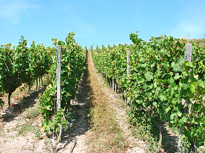 szőlőültetvények, Németország, Rajna, Rüdesheim, szőlő, Európa, bor