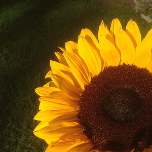 слънчоглед, сянка, жълто, слънце, цветни, пресни, цвете