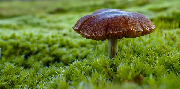 mushroom, moos, green, nature, forest, autumn, macro