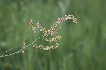 meadows sauerampfer, sorrel, polygonaceae, plant, nature, meadow, close