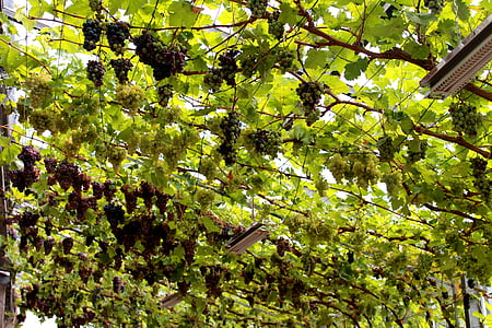 viinapuude, Saksamaa, roheline, viinapuu, Rebstock, veini, Grapevine