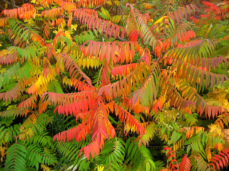 autunno, fogliame di caduta, autunno dorato, colorato, foglie, natura, foglia