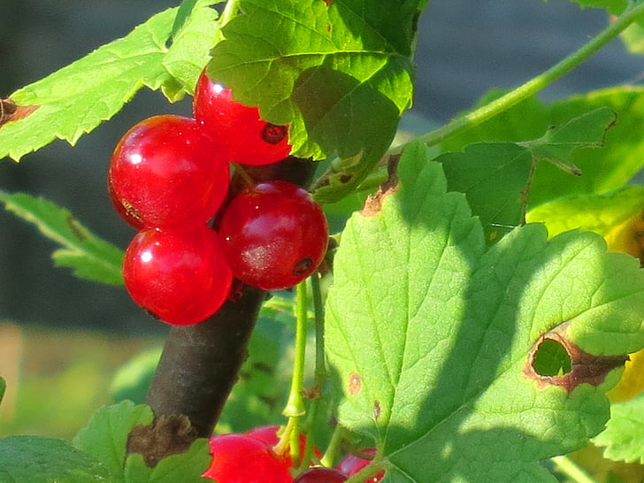 currant, red, berries, fruit, plant