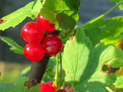 kismis, merah, Berry, buah, tanaman