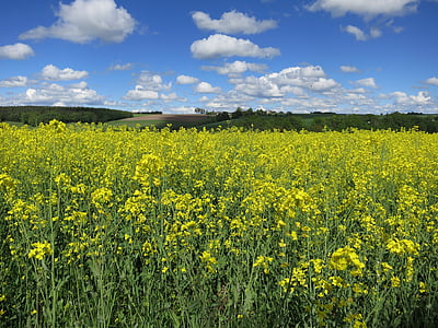 field of rapeseeds, sky, clouds, yellow, landscape, rape blossom, rare plant