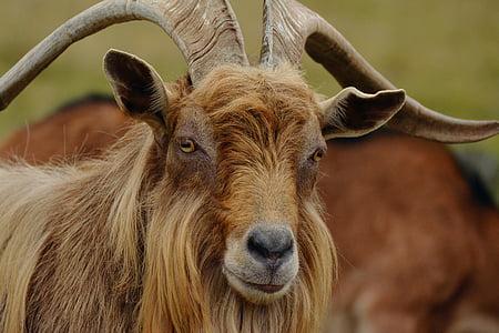 billy goat, mountain goat, goat, fur, horns, brown, mountain ziegenbock