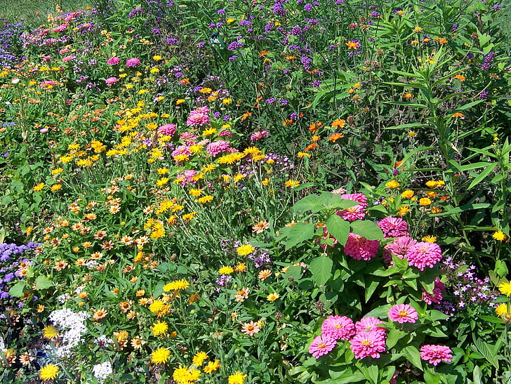bunga, Taman, mekar, Blossom, warna-warni, detail, Flora