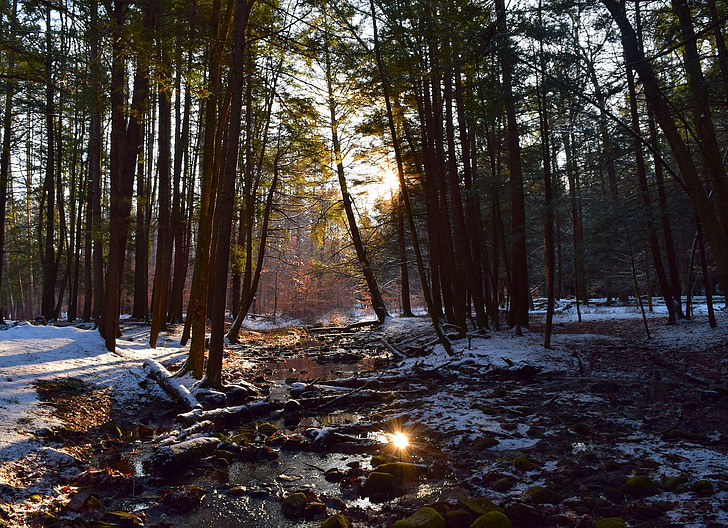 pozimi, sneg, gozd, sončne svetlobe, hladno, narave, krajine