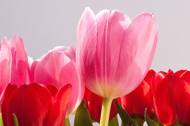 Tulip, lirio, primavera, naturaleza, flores, tulipanes, schnittblume