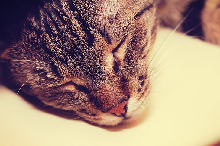 ลูกแมว, แมว, นอนหลับ, เงียบสงบ, อารมณ์, วินเทจ, หัว