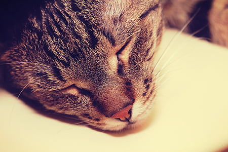 anak kucing, kucing, tidur, damai, suasana hati, Vintage, kepala
