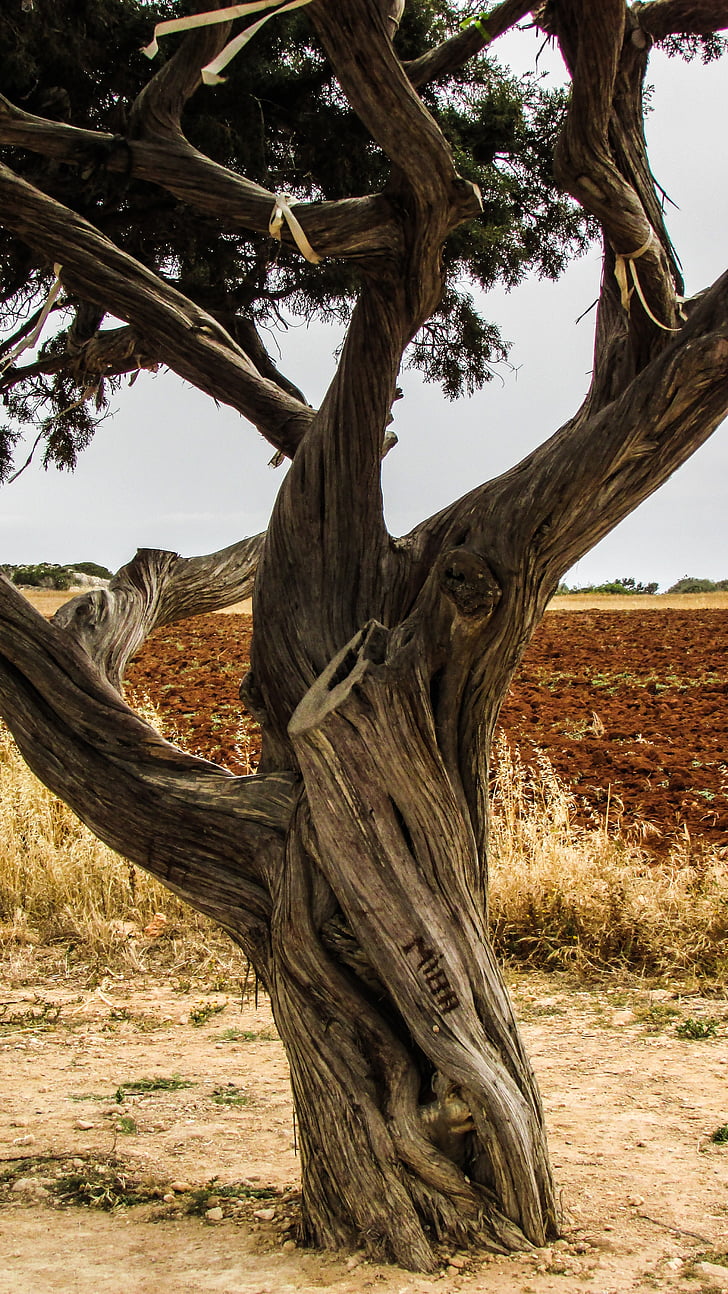 Cipro, cavo greko, albero, natura