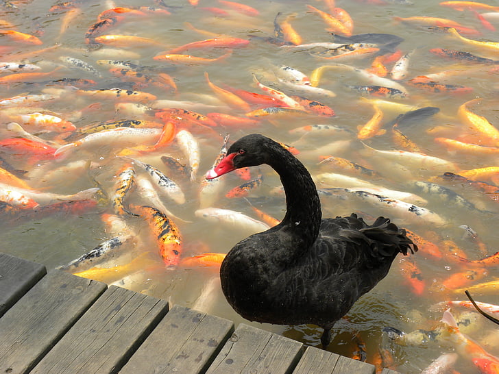 cygne, noir, Koi, poisson rouge, eau, Chine, Chengdu