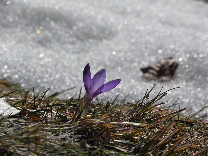 crocus, flower, snow, grass